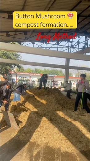 🍄Button Mushroom Compost preparation (Long Method)#shorts#mushroom#2025 #compost