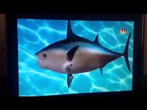 SpongeBob Theme in Turkish