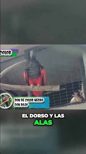 El increíble loro Drácula una maravilla de colores sorprendentes