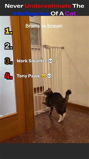 Top 4 Genius Cat Moments That Will Shock You