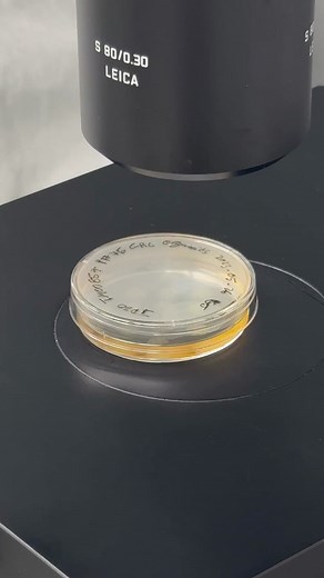 97 reactions · 13 shares | Check out JAX’s Single Cell Biology Laboratory — https://www.jax.org/research-and-faculty/resources/scientific-research-services/genome-tech-single-cell-biology/single-cell-biology | The Jackson Laboratory | Facebook