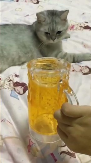 Cats vs Magic Tricks: Funniest Reactions Ever