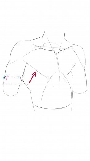 Avoiding Common Mistakes in Drawing Torso Muscles
