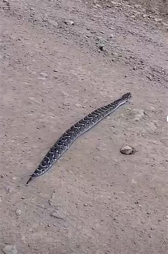 Despite how some people are visiting arojinle class regularly they might still think this is ball python snake