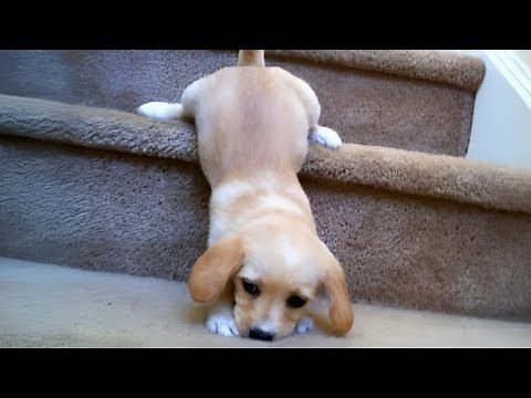 Top FUNNY PUPPIES Caught Being Absolutely Ridiculous 🤣 Funniest Animal Videos