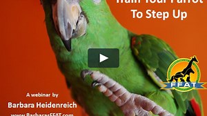 Train Your Parrot to Step Up - Webinar Recording