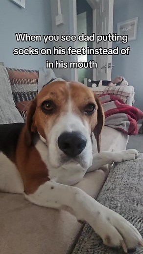 Holy fkn airball??? 😲 #dog #dogsoftiktok #beagle #beaglesoftiktok #foryourpage