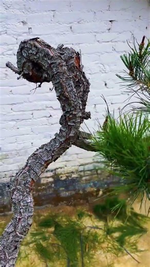 文人松！ #松树盆景 #盆景素材 #文人树 #根艺盆景Scholar pine! #Pine bonsai#Bonsai materials#Scholar tree#Root art bonsai