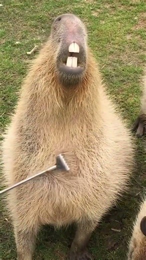 animal getting a scratch