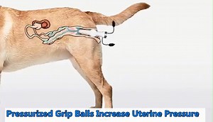 Watch Dog Artificial Insemination Kit on Amazon Live