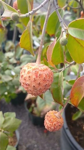 常緑ヤマボウシ 花言葉、友情