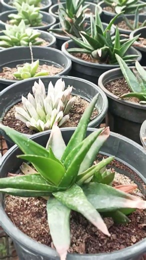 “Rare & Beautiful Cactus Collection | Ultimate Plant Lovers Guide” #youtubeshorts