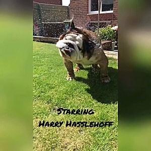 2.5K views · 420 reactions | I’ve decided to share a few more of Harry’s ‘Greatest Hits’ for the rest of the week, as people seem to be enjoying them. You’ll need the sound on for this one.‍♂️‍♂️ | Fetch:Harry the Bulldog | Facebook