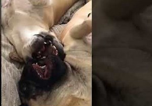 Pug and Puggle Play-Fight Like Siblings