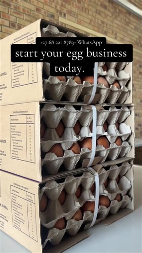 Start Your Egg Business Today in South Africa