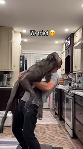 122K views · 3.4K reactions | 120 pounds of love, eating your whole face  #dogs #greatdane | LoveMargot | Facebook