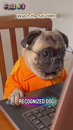 Over 340 Dog Breeds Exist 🐶 | Dog Facts You Didn’t Know | #shorts