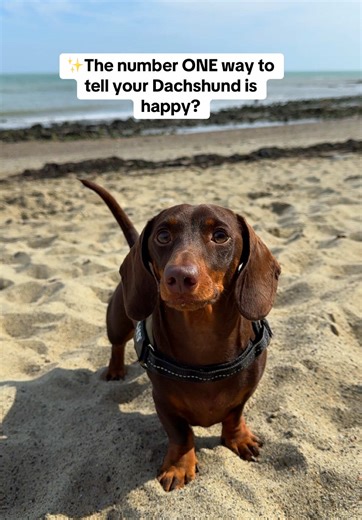 Dachshund Happiness: Tail Wagging Signs Explained