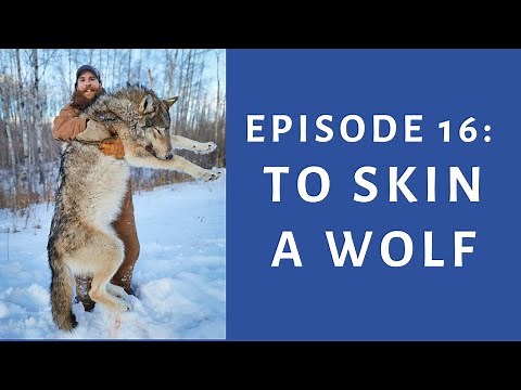 Hinterland Trapping Episode 16 - HOW TO SKIN a WOLF