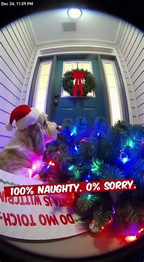 Funny Dog Knocks Over Christmas Tree on Camera