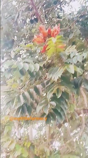 Introducing The Magnificent African Tulip Tree