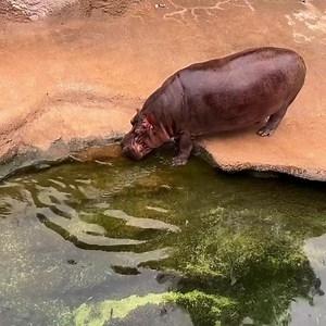 The hippos have made their entrance | San Antonio Zoo