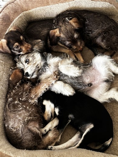 Pets | Dogs | KSL Classifieds