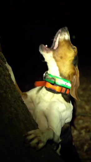 The Sound of a Treeing Walker Coonhound