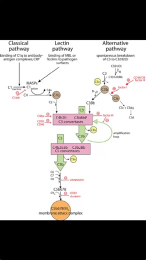 Complement System | The World Of Biology