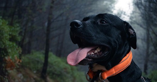 La couleur des colliers des chiens a une signification : voici comment réagir dans chaque cas