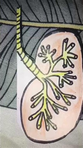 how to draw lungs diagram #lunges #draw #shortvideo 🥰🥰