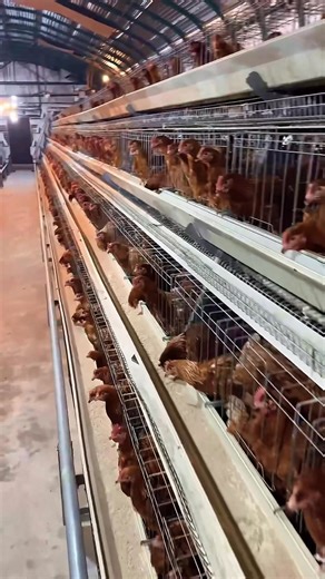 13K views · 324 reactions | L'élevage en Afrique : une activité qui...