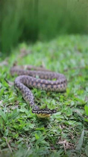 The Snake With the Deadliest Venom #shorts #facts