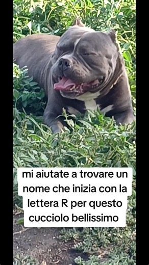 Nome per cucciolo che inizia con R: idee per il tuo cane