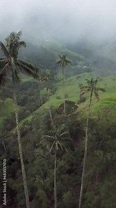 Aerial drone footage of foggy wax palm trees in Cocora Valley, Colombia. Drone shoot of Wax Palm Trees in Valle de Cocora, Quindio, Los Nevados National Park near Salento. Flying through misty wax