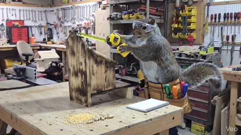 Peek-a-boo Cabin is an Extra Large Handmade Squirrel House With Camera and Solar Panel – Outdoor Nesting Box for Backyard Wildlife - Etsy