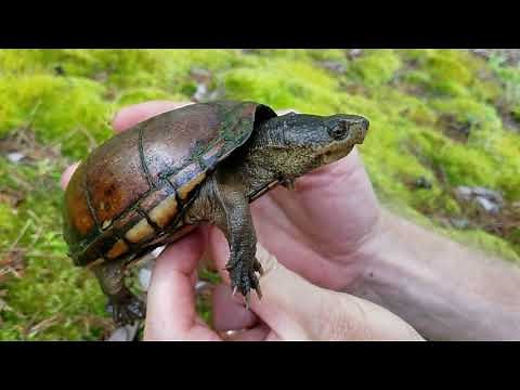 Eastern Mud Turtle