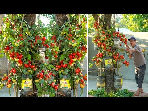 99% of Gardeners Have Never Tried This Way of Growing Tomatoes!