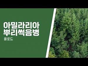 나무의사 수목병리학 아밀라리아뿌리썩음병&안노섬뿌리썩음병
