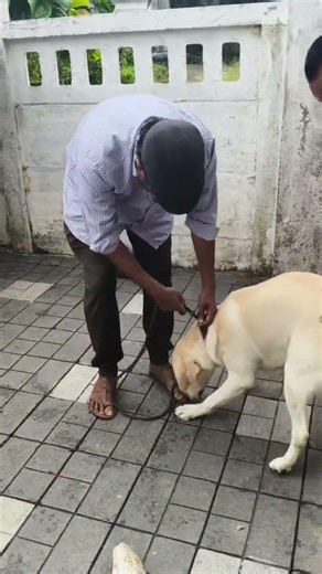 Dudo poyi guyzzz 😭#trending #minivlog #shortvideos #youtubeshorts #dog #labrador #boardinglife #love