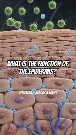 What is the function of the Epidermis? #atiteas #nursestudent #anatomy
