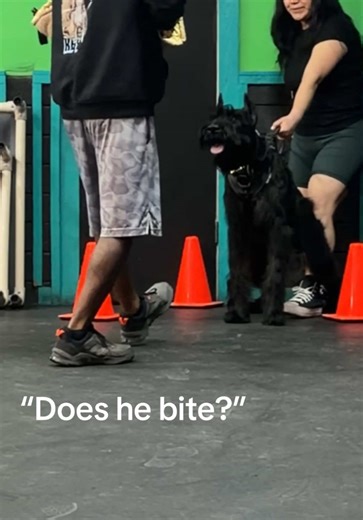 Astro the Giant Schnauzer: Does He Bite?