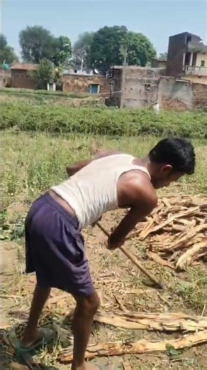 Forestry Farming Innovations Sustainable Wood Farming Techniques #youtubeshorts #shortfeed