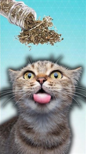 Why Do Cats Like Catnip?