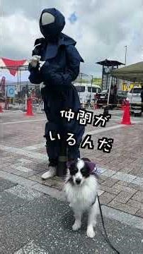 【忍者犬】伊賀でニンジャ犬体験！パピヨンのノマが忍者になって上野城に潜入🗡️