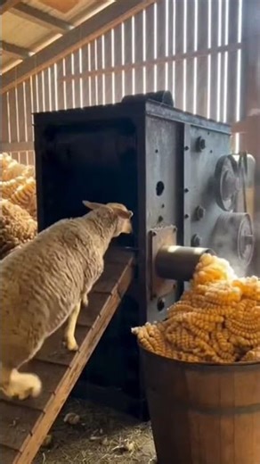 The Real Speed of a Sheep Shearing Machine #sheep
