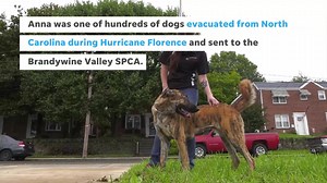 Anna was one of hundreds of animals evacuated from North Carolina and sent to Delaware. She was adopted today from Brandywine Valley SPCA and will be trained as a disaster relief K-9! | Delaware Online