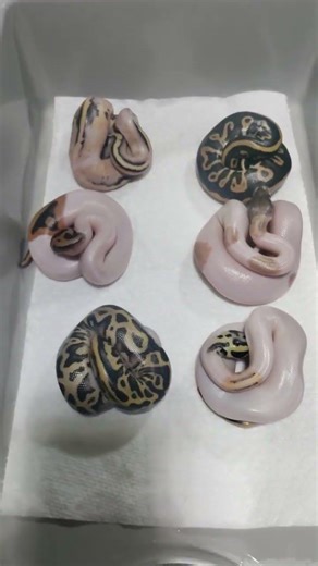 Ball Python Clutch reveal! (DG Pied project!)