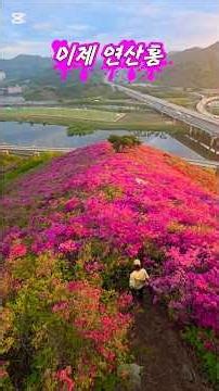 An intense red melody in the place where the azaleas have fallen!