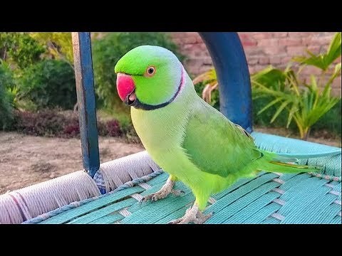 My Talking Indian Ringneck Parrot